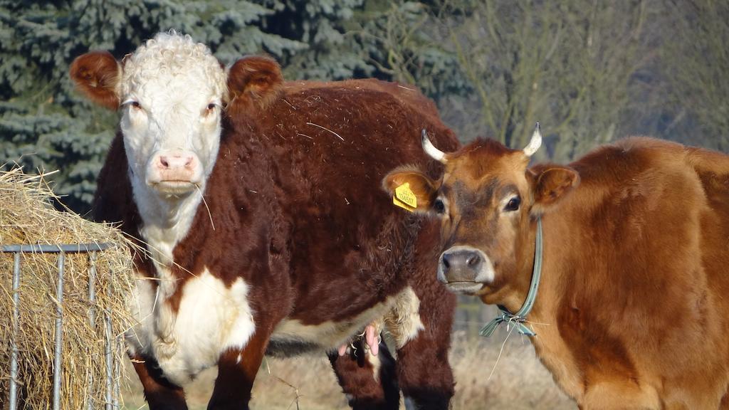 Farma Ruzova Βίλα Εξωτερικό φωτογραφία